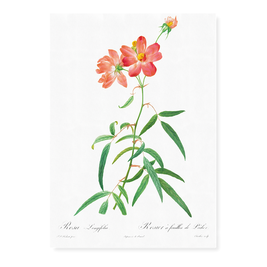 Rosa Longifolia By Pierre-Joseph Redouté - Art Print