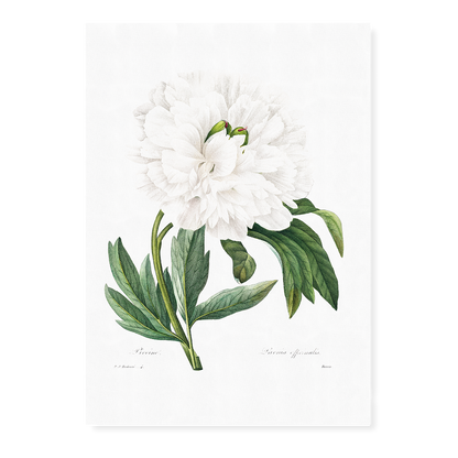 Peony By Pierre-Joseph Redouté - Art Print