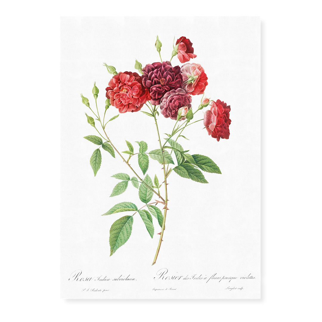 Ternaux Rose By Pierre-Joseph Redouté - Art Print