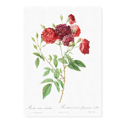 Ternaux Rose By Pierre-Joseph Redouté - Art Print