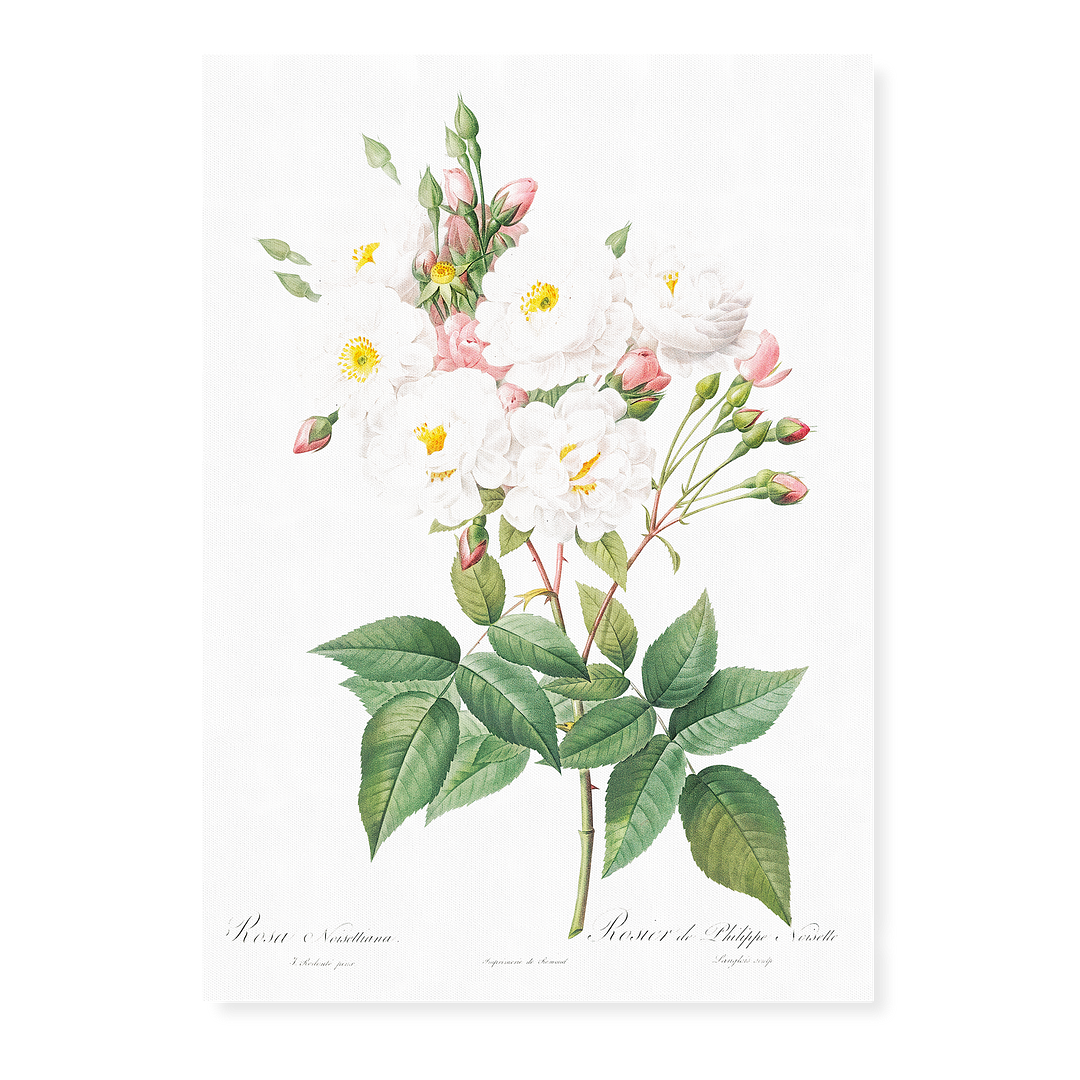 Rose of Philippe Noiselle By Pierre-Joseph Redouté - Art Print