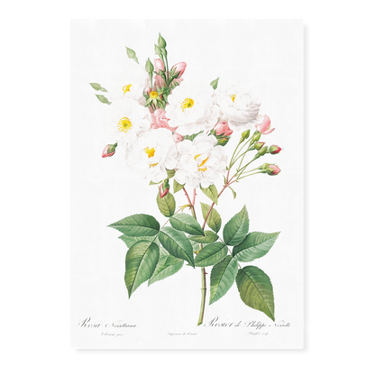 Rose of Philippe Noiselle By Pierre-Joseph Redouté - Art Print