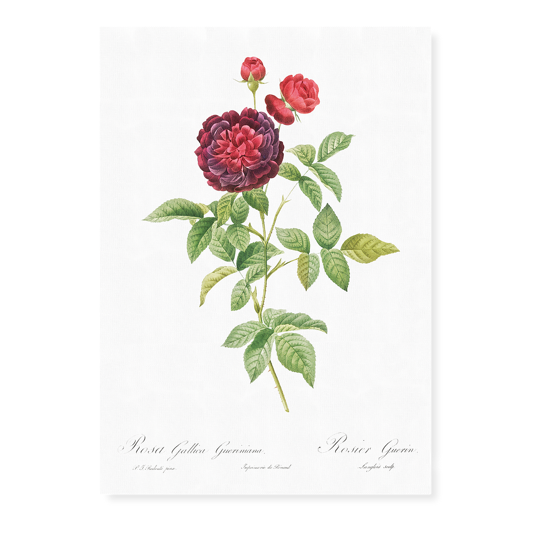 One Hundred-Leaved Rose By Pierre-Joseph Redouté - Art Print