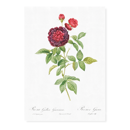 One Hundred-Leaved Rose By Pierre-Joseph Redouté - Art Print