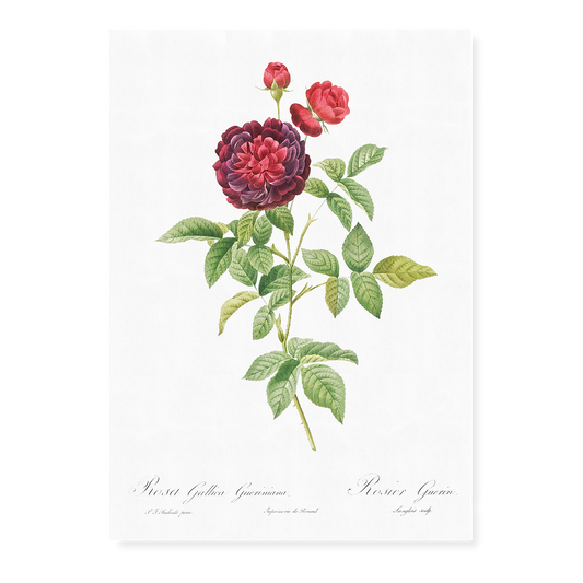 One Hundred-Leaved Rose By Pierre-Joseph Redouté - Art Print