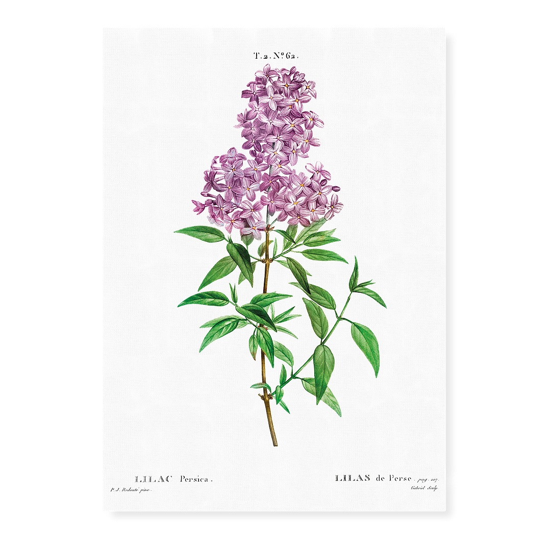 Persian lilac By Pierre-Joseph Redouté - Art Print