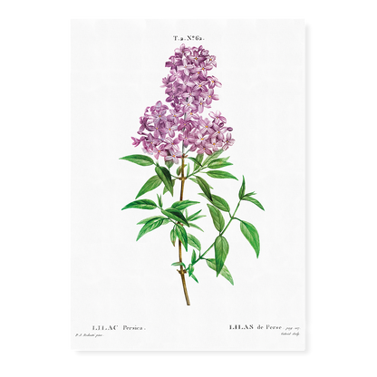 Persian lilac By Pierre-Joseph Redouté - Art Print