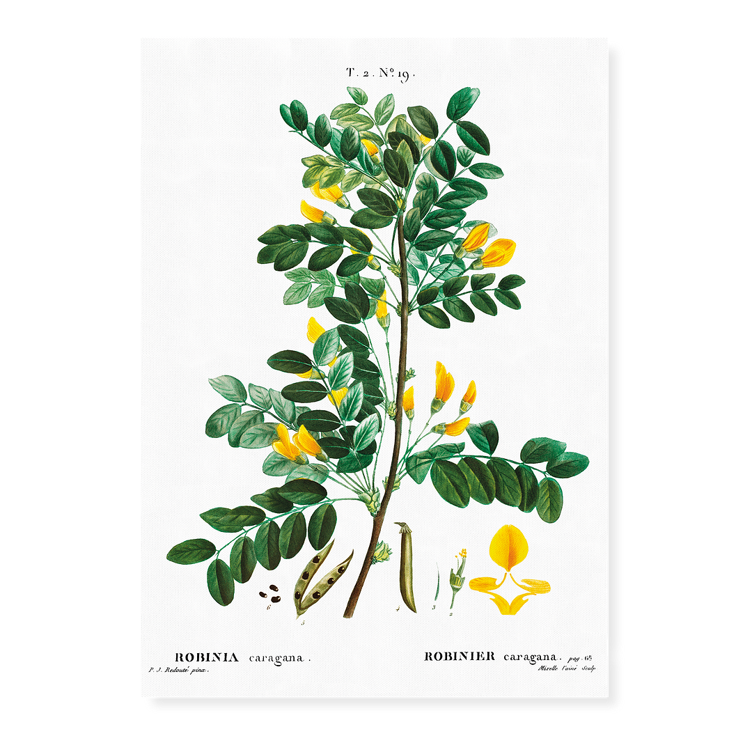 Siberian pea tree By Pierre-Joseph Redouté - Art Print