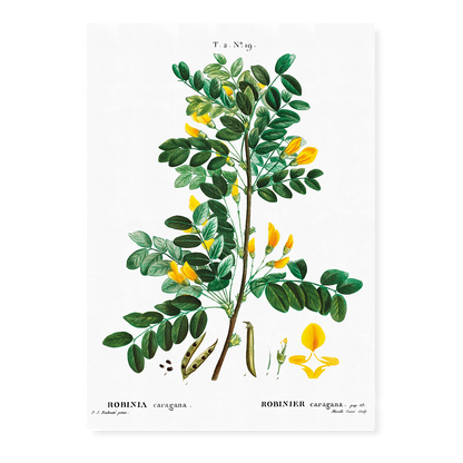 Siberian pea tree By Pierre-Joseph Redouté - Art Print