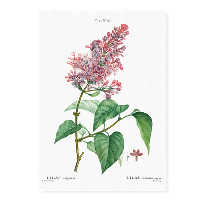 Comon lilac By Pierre-Joseph Redouté - Art Print