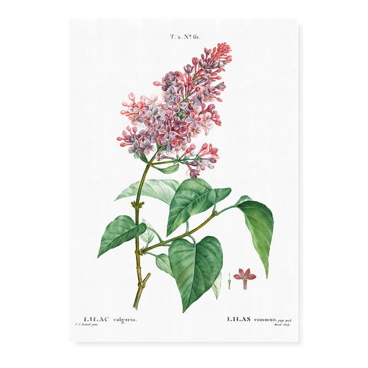 Comon lilac By Pierre-Joseph Redouté - Art Print