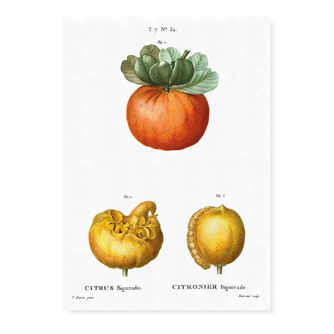 Bigarade orange By Pierre-Joseph Redouté - Art Print