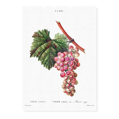 Vitis vinifera By Pierre-Joseph Redouté - Art Print