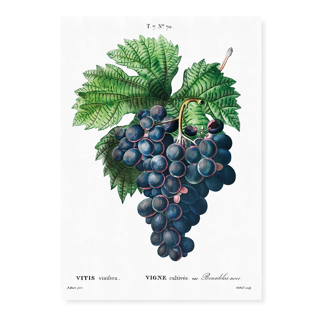 Vitis vinifera II By Pierre-Joseph Redouté - Art Print