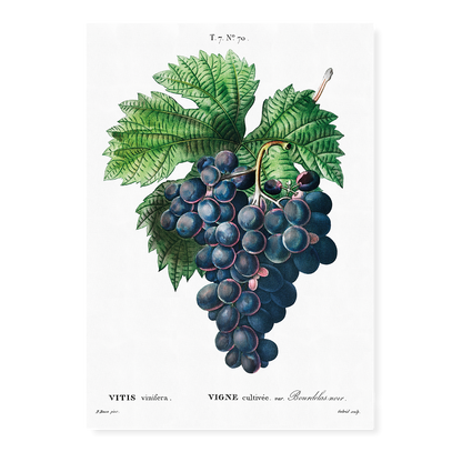 Vitis vinifera II By Pierre-Joseph Redouté - Art Print