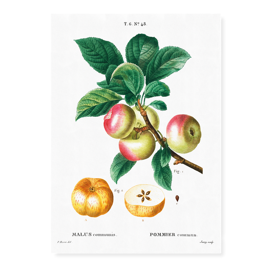 Apple  By Pierre-Joseph Redouté - Art Print