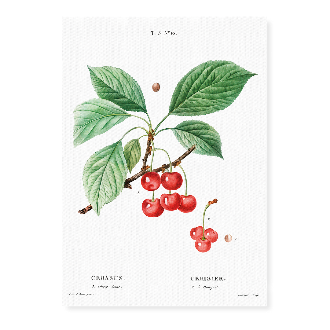 Cherry By Pierre-Joseph Redouté - Art Print