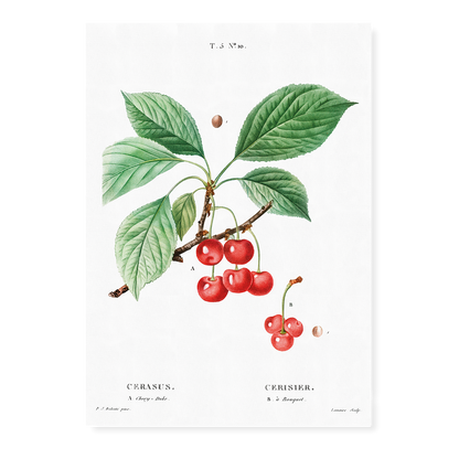 Cherry By Pierre-Joseph Redouté - Art Print