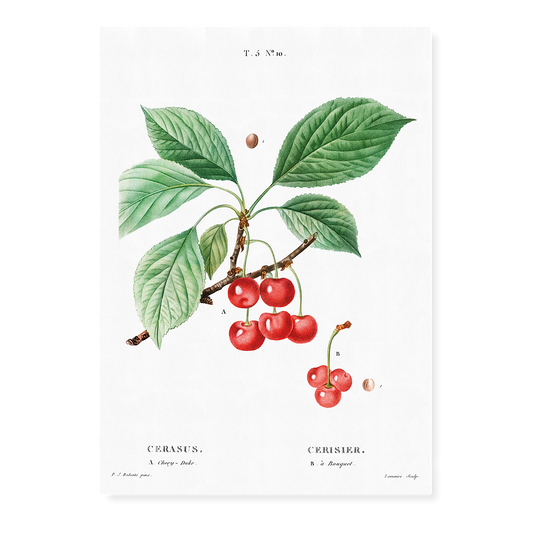 Cherry By Pierre-Joseph Redouté - Art Print