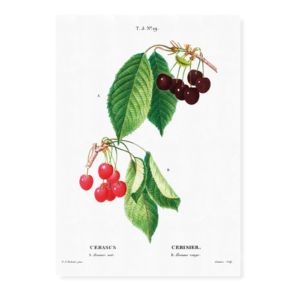 Cherry II By Pierre-Joseph Redouté - Art Print