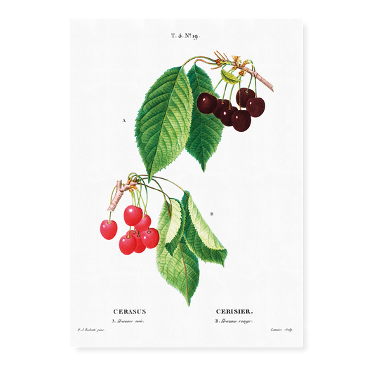 Cherry II By Pierre-Joseph Redouté - Art Print