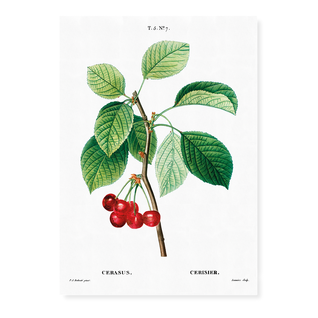 Cherry III By Pierre-Joseph Redouté - Art Print