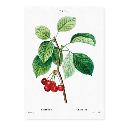 Cherry III By Pierre-Joseph Redouté - Art Print