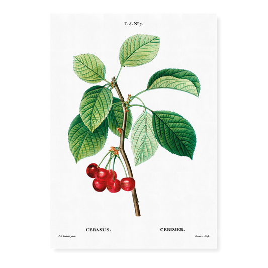 Cherry III By Pierre-Joseph Redouté - Art Print