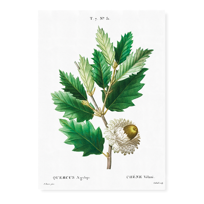 Valonian Oak By Pierre-Joseph Redouté - Art Print