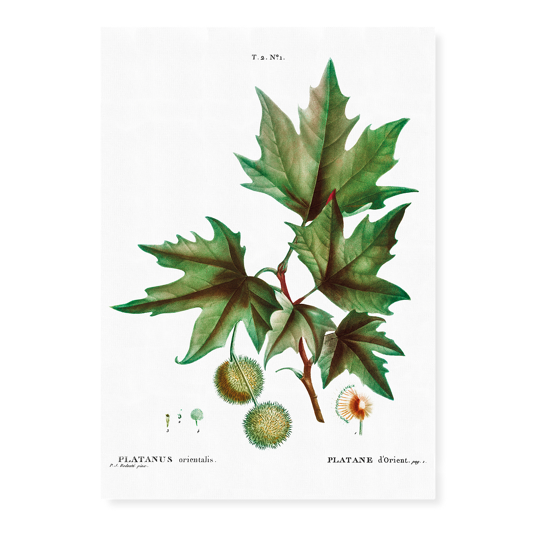 Platanus orientalis By Pierre-Joseph Redouté - Art Print