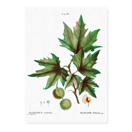 Platanus orientalis By Pierre-Joseph Redouté - Art Print