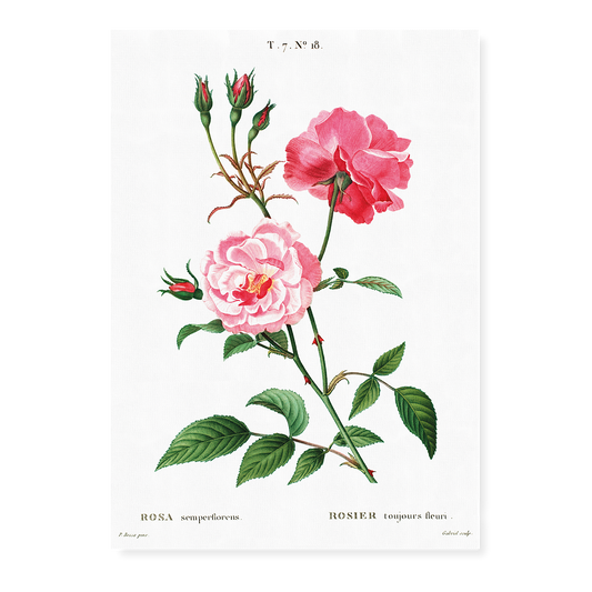 Ever-blowing rose By Pierre-Joseph Redouté - Art Print