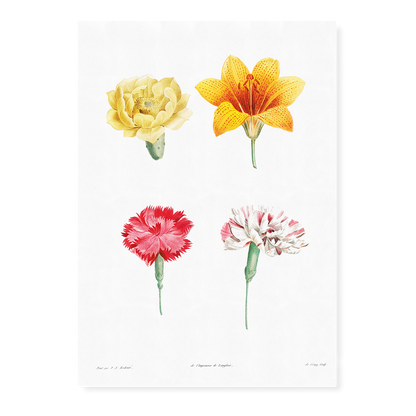 Flower set from La Botanique de J. J. Rousseau By Pierre-Joseph Redouté - Art Print