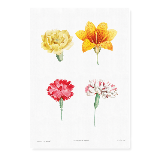 Flower set from La Botanique de J. J. Rousseau By Pierre-Joseph Redouté - Art Print