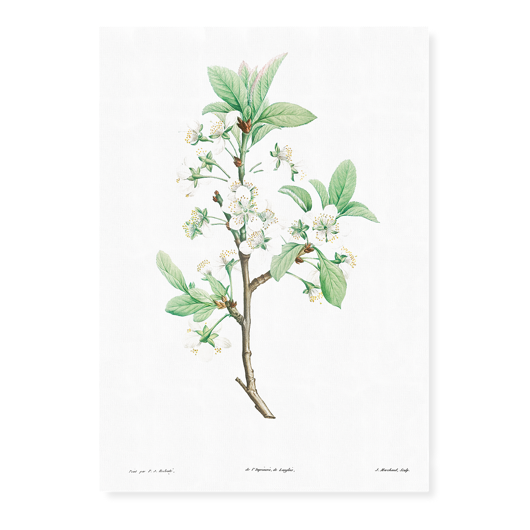 Plum Flower By Pierre-Joseph Redouté - Art Print