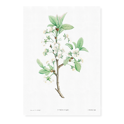 Plum Flower By Pierre-Joseph Redouté - Art Print