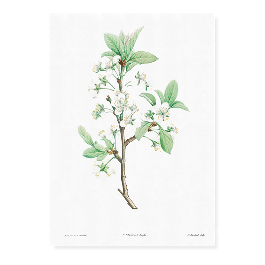 Plum Flower By Pierre-Joseph Redouté - Art Print