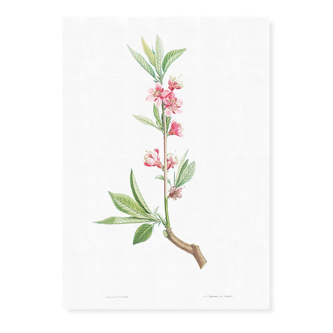 Pink flowers By Pierre-Joseph Redouté - Art Print