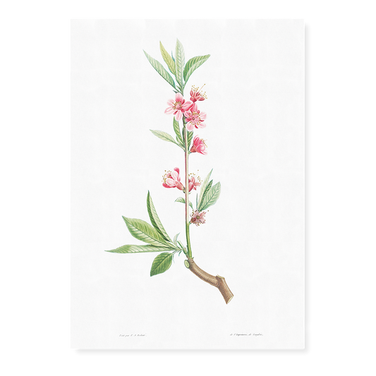 Pink flowers By Pierre-Joseph Redouté - Art Print