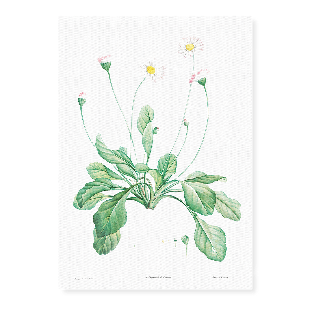 Daisy By Pierre-Joseph Redouté - Art Print