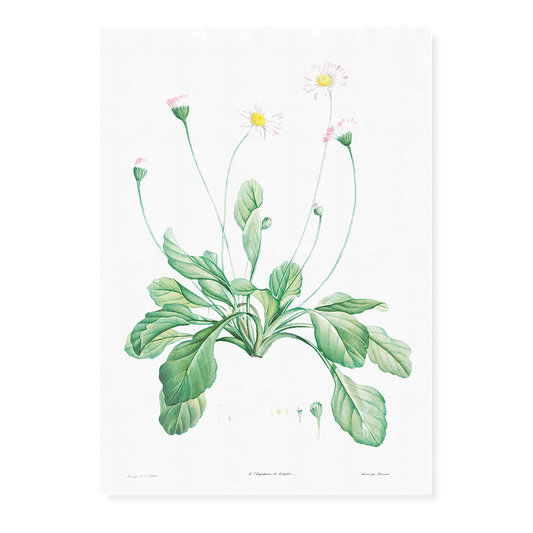 Daisy By Pierre-Joseph Redouté - Art Print