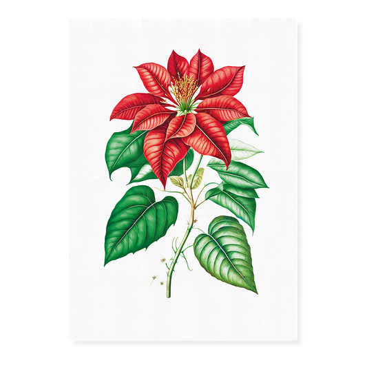 Poinsettia - Art Print