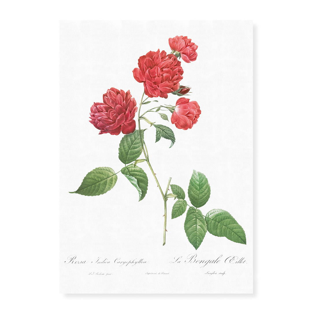 Red Cabbage Rose By Pierre-Joseph Redouté - Art Print