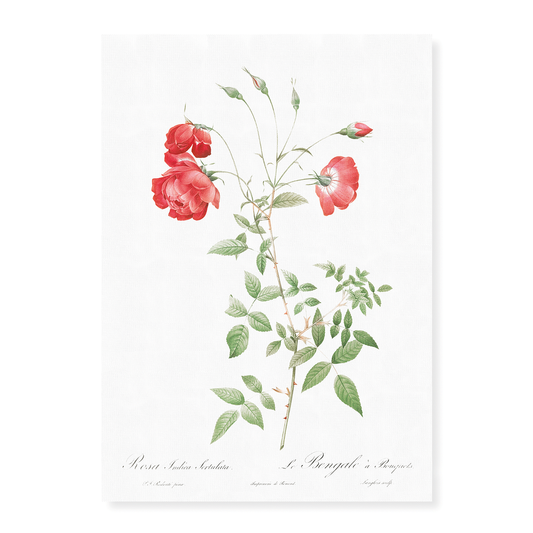 Red Rose - Art Print