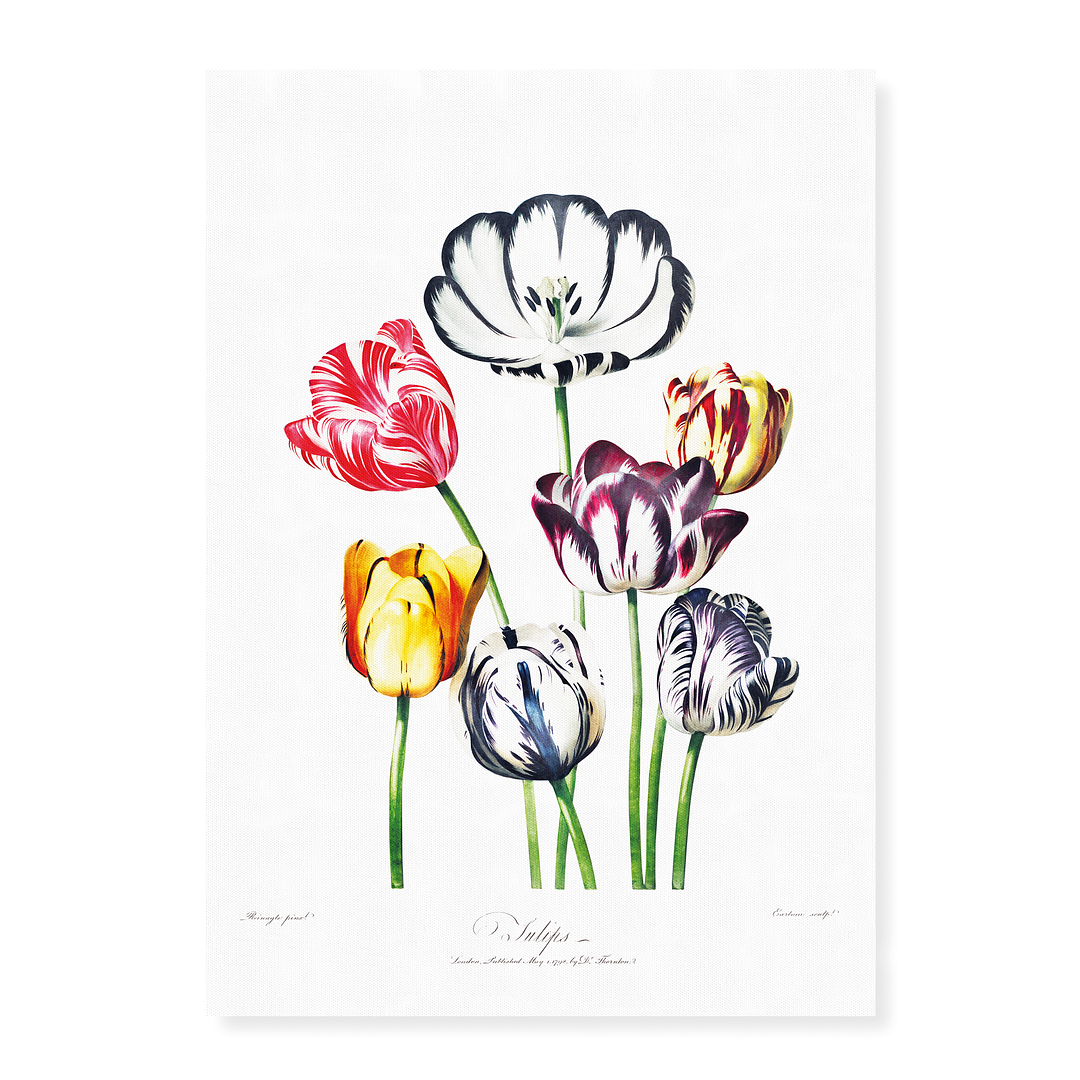 Tulips from The Temple of Flora by Robert John Thornton - Art Print