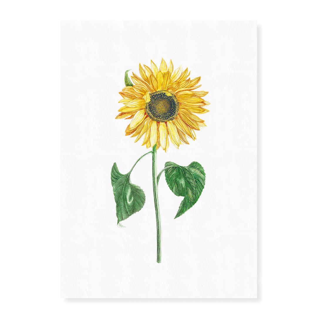 A sunflower by Johan Teyler  - Art Print