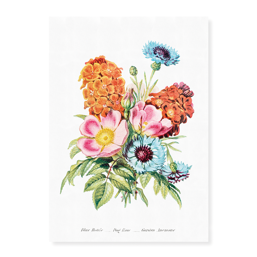 Blue Bottle, Dog Rose and Garden Anemone - Art Print