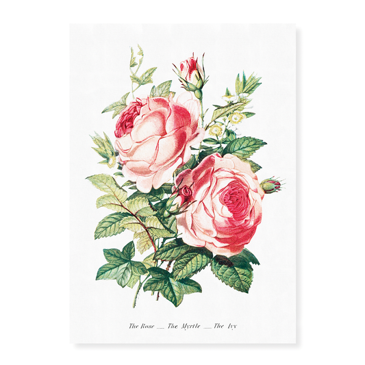 The Rose, the Myrtle and the Ivy - Art Print