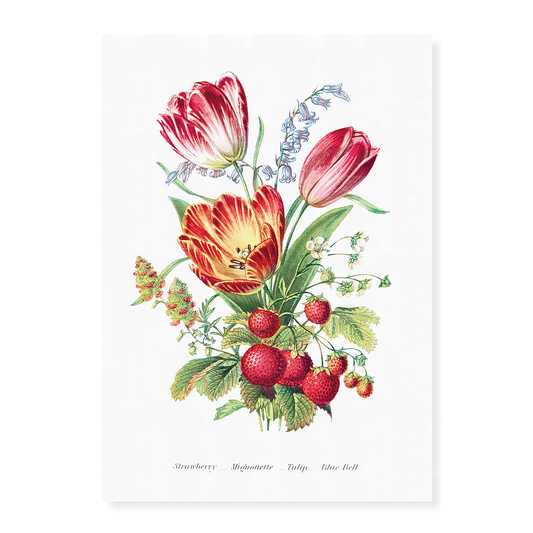 Strawberry, Mignonette, Tulip, and Blue Bell - Art Print