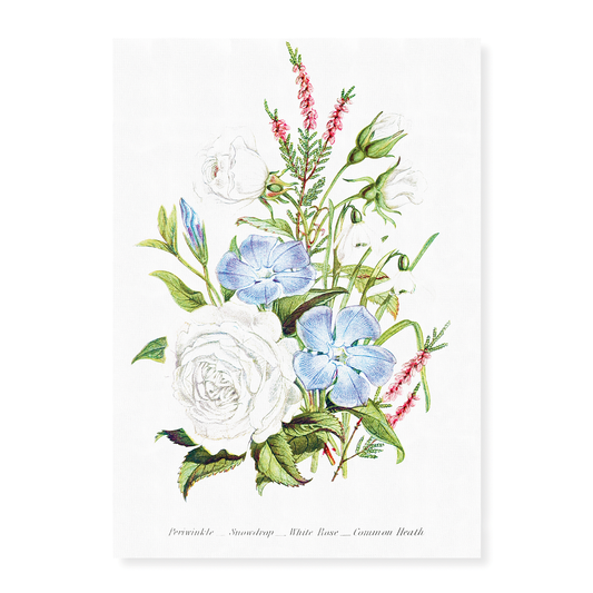 Periwinkle, Snowdrop, White Rose and Common Heath - Art Print